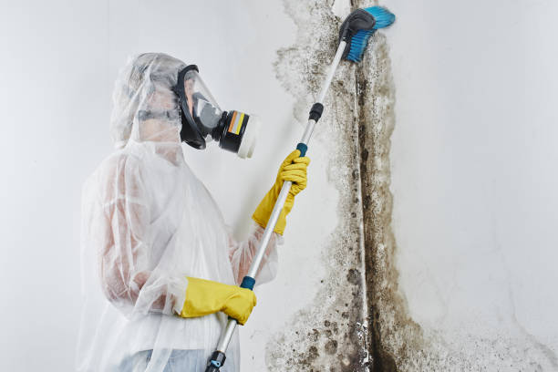 Best Mold Damage Repair  in Olivette, MO