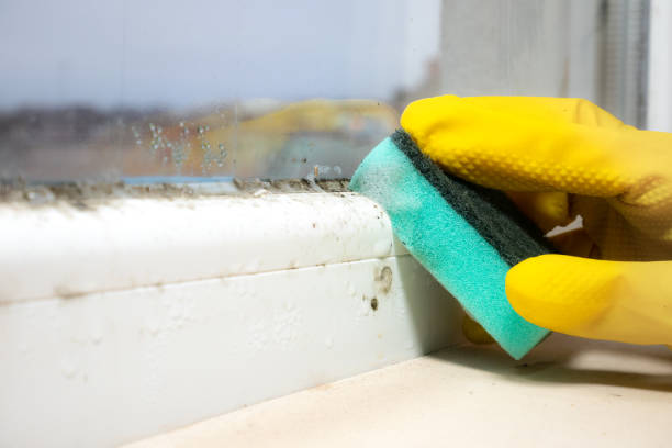 Best Professional Mold Removal  in Olivette, MO