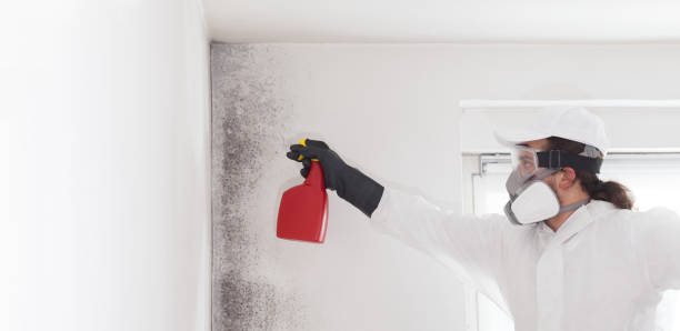 Certified Mold Removal in Olivette, MO