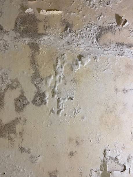 Best Crawl Space Mold Removal  in Olivette, MO