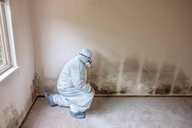Best Toxic Mold Removal  in Olivette, MO