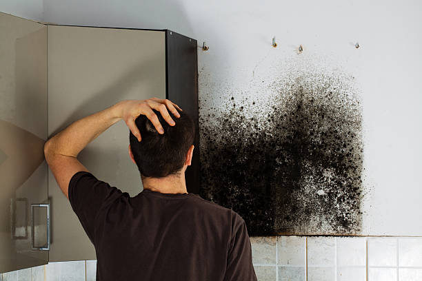 Mold Removal Process in Olivette, MO