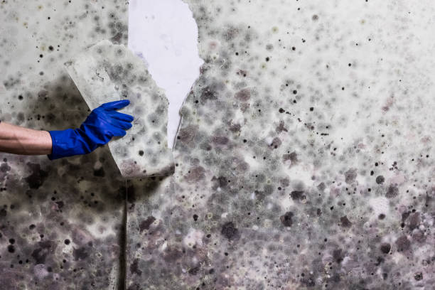 Best Mold Removal Process  in Olivette, MO