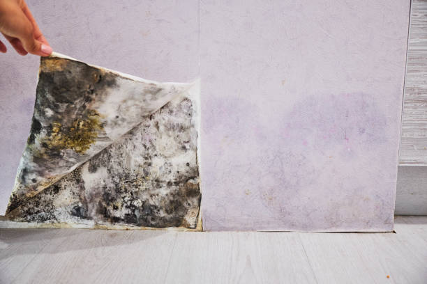Best Mold Removal Specialists  in Olivette, MO